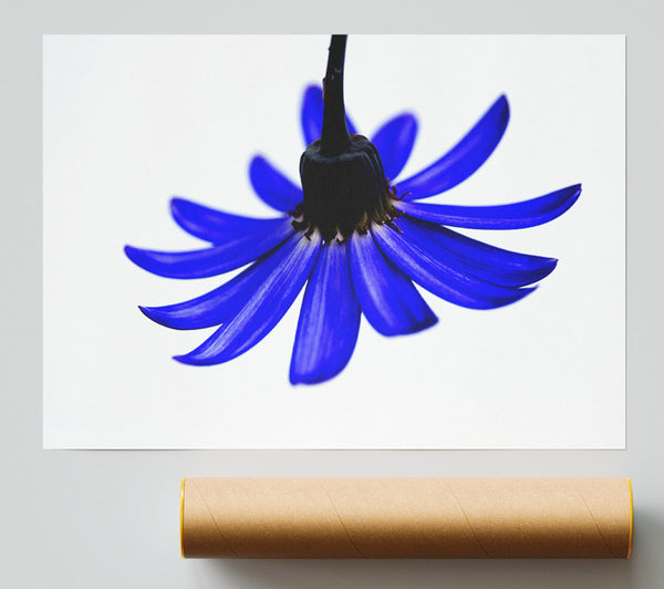 Blue Petals