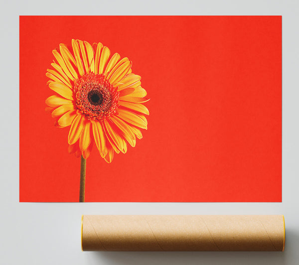 Orange On Orange Gerbera