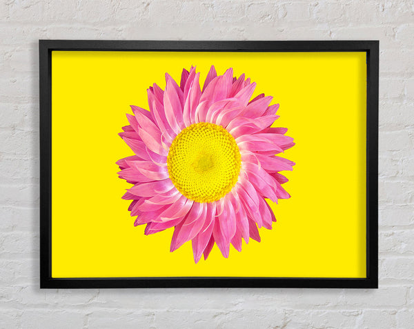 Pink Daisy On Yellow Twist