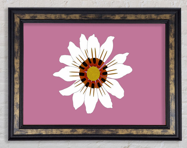 White Daisy Pinks