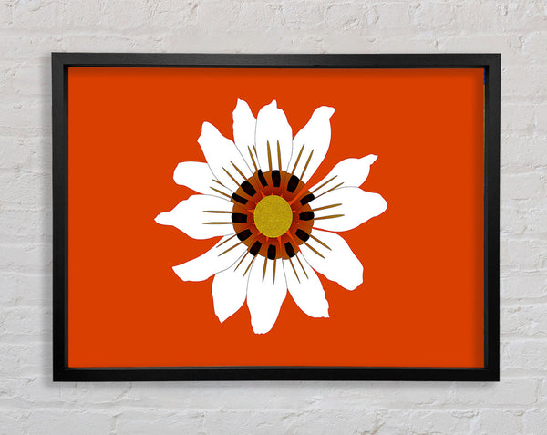 White Daisy Oranges