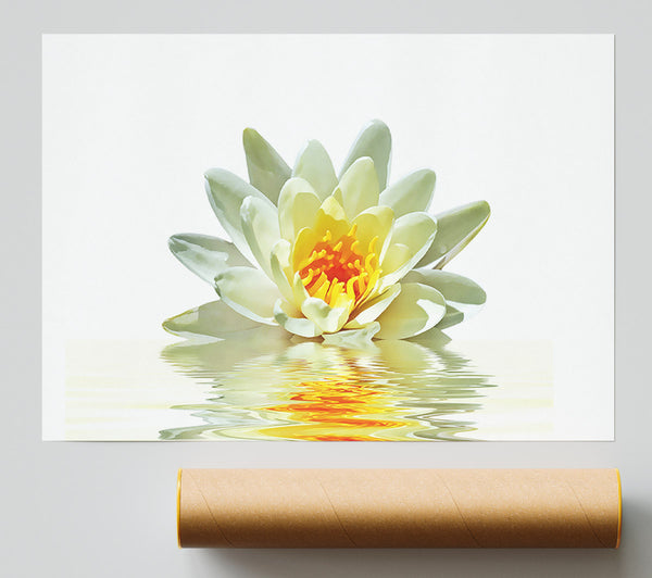 White Water Lily Reflection Petals