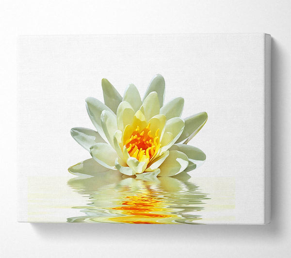 White Water Lily Reflection Petals