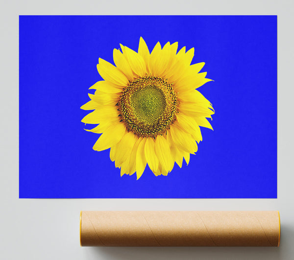 Sunflower Head On Blue