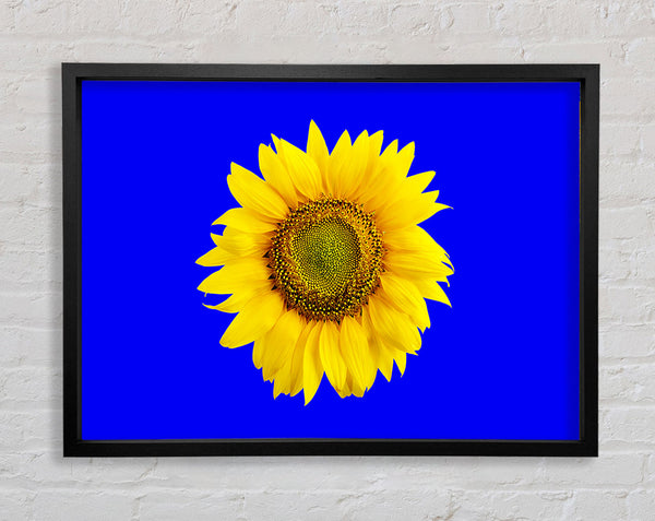 Sunflower Head On Blue