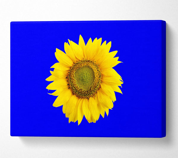 Sunflower Head On Blue