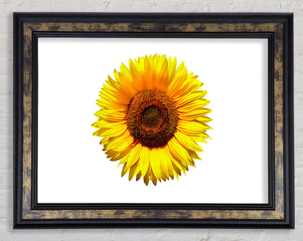 Yellow Sunflower Head