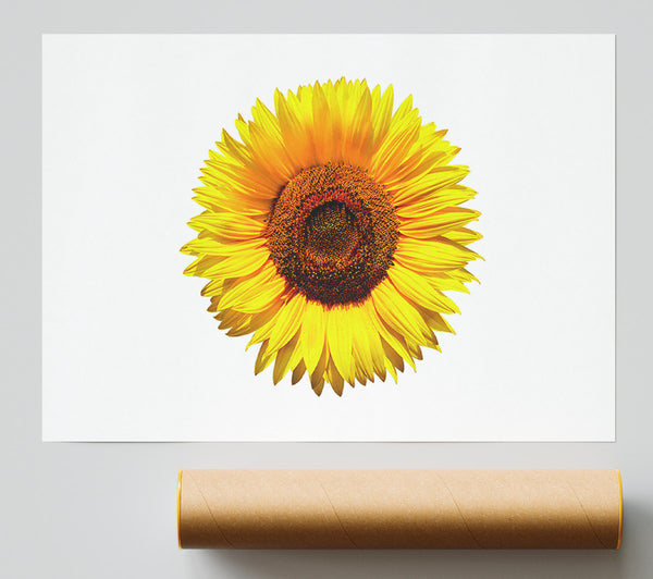 Yellow Sunflower Head