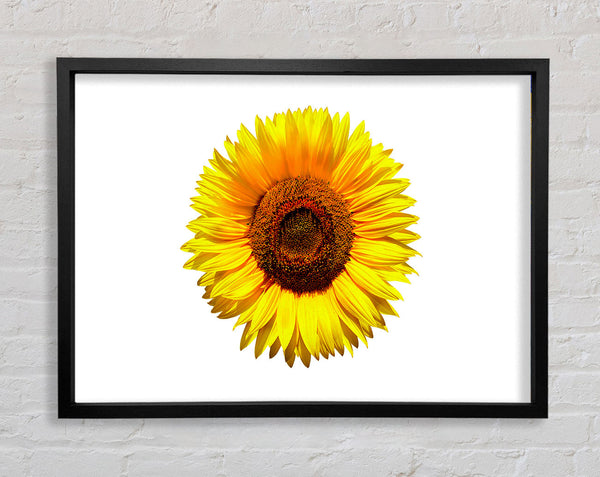 Yellow Sunflower Head