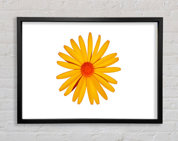 Yellow Daisy Face