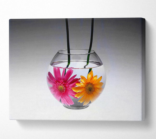 Gerbera Fishbowl B n W