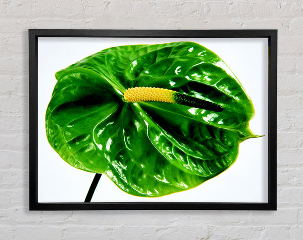 Anthurium Flower