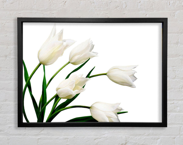 White Tulip Quad