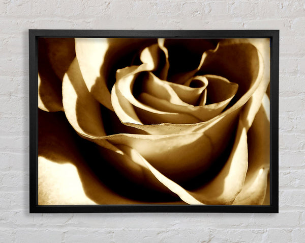 Sepia Rose