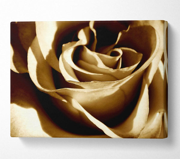 Sepia Rose