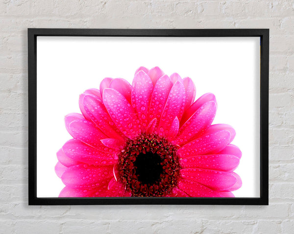 Pink Petal Dew Drop Gerbera