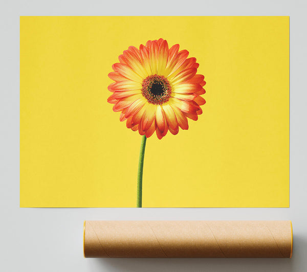 Orange Gerbera On Yellow