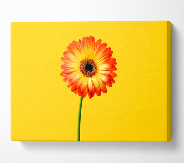 Orange Gerbera On Yellow