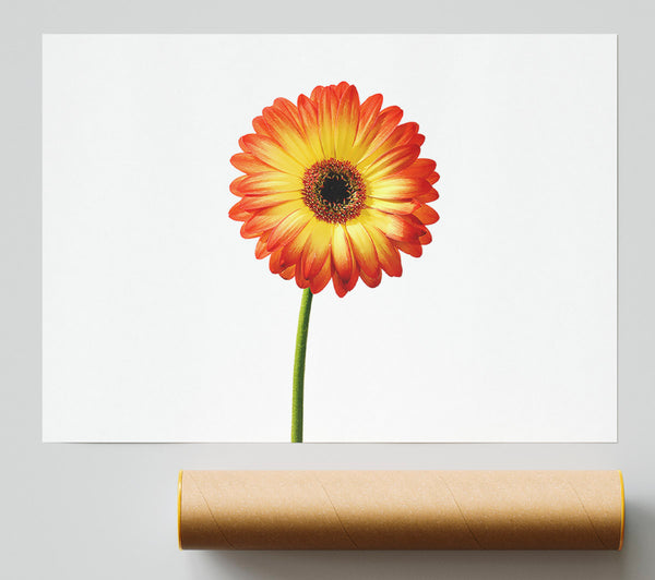 Orange Gerbera On White