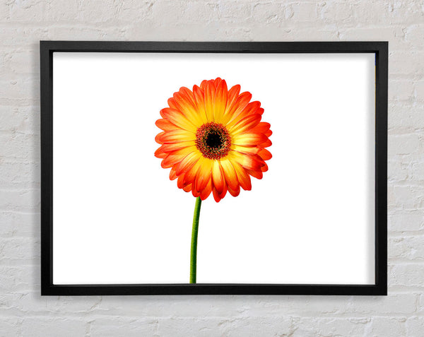 Orange Gerbera On White