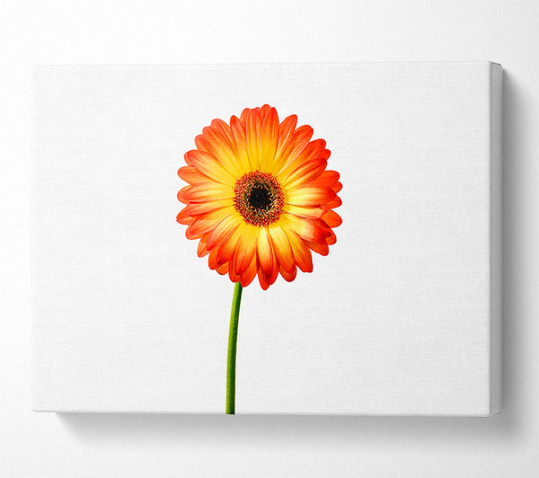 Orange Gerbera On White