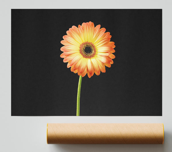 Orange Gerbera On Black