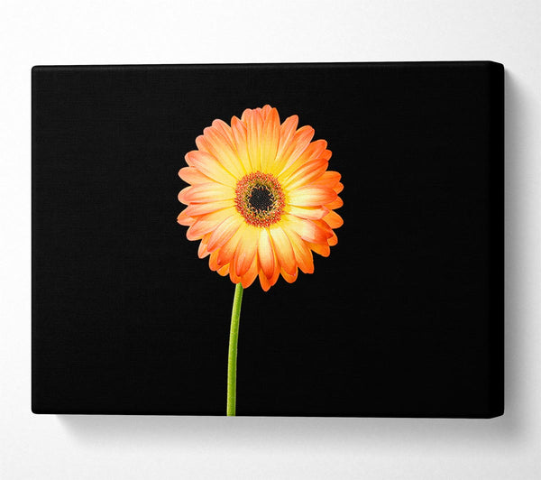 Orange Gerbera On Black