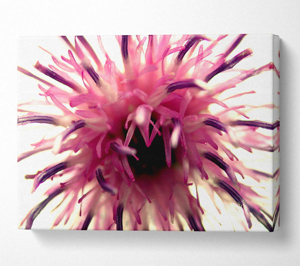 Pink Flower Head Explosion