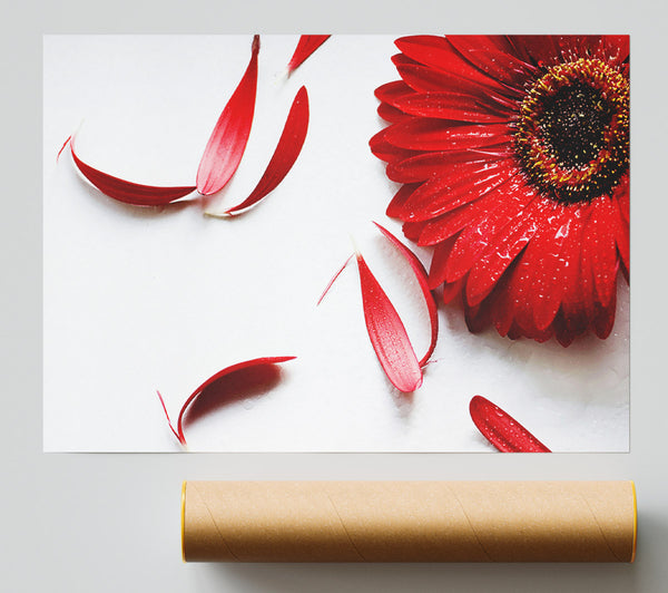 Red Gerbera Fallen Petals