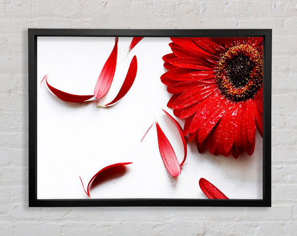 Red Gerbera Fallen Petals