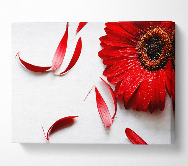 Red Gerbera Fallen Petals