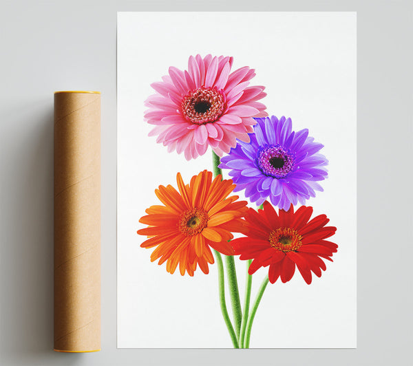 Gerbera Colours