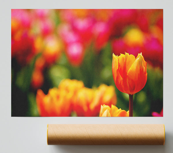 Orange Tulips In Bloom