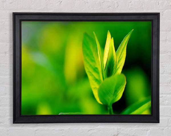 Green Leaf Flower