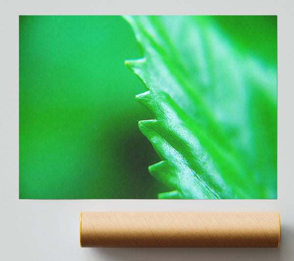 Jagged Green Leaves