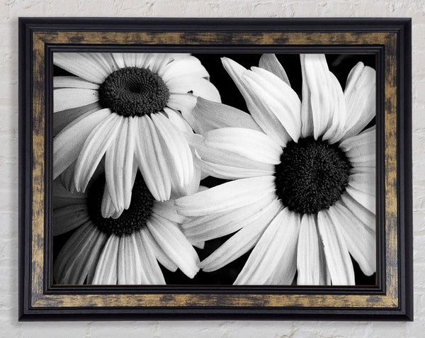 Daisy Petal Beauty B n W