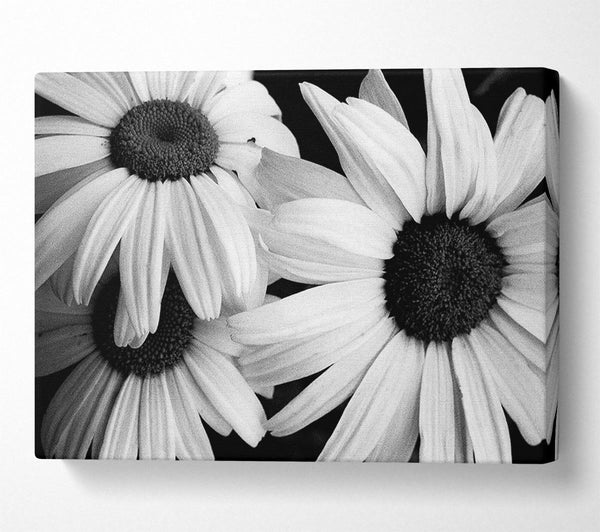 Daisy Petal Beauty B n W