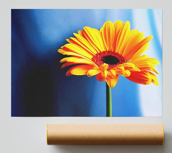 Single Orange Gerbera