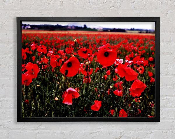 Red Poppy Field Hills