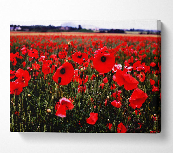 Red Poppy Field Hills