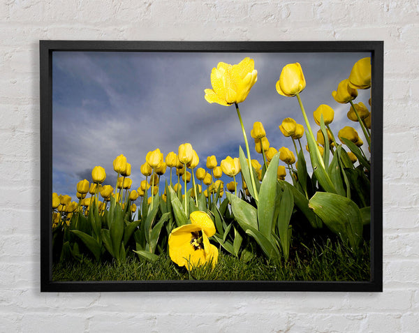 Yellow Daisy Storms