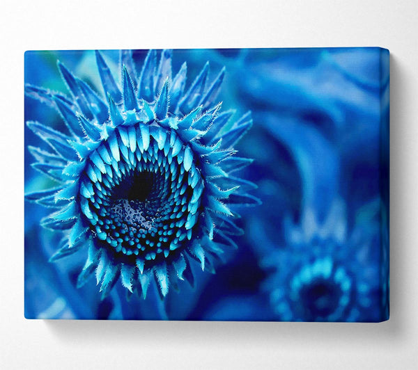 Blue Sunflower