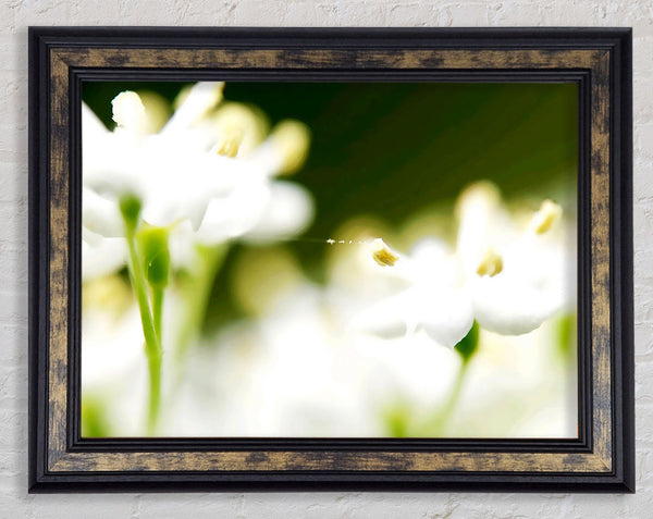 White Flower Heaven With Web