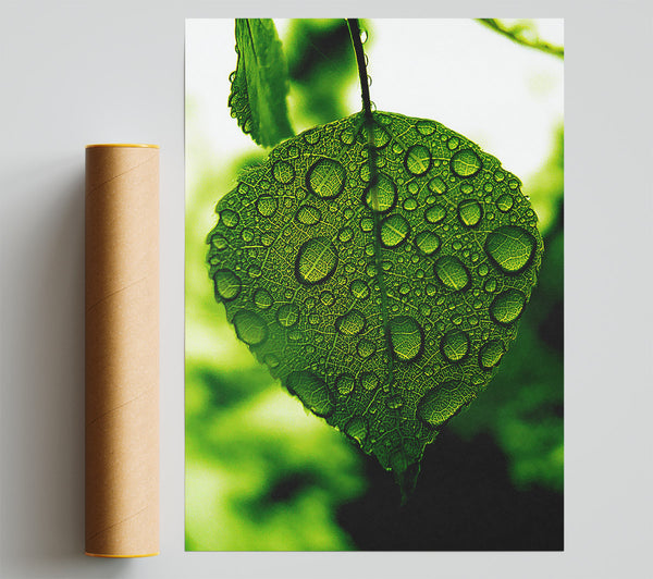 Waterdrops On A Leaf