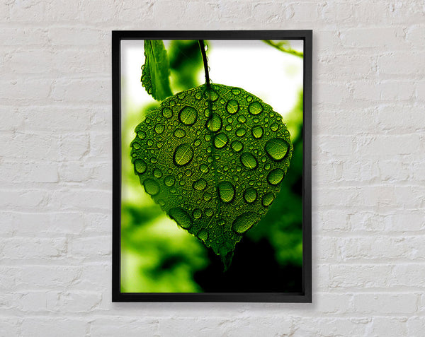 Waterdrops On A Leaf