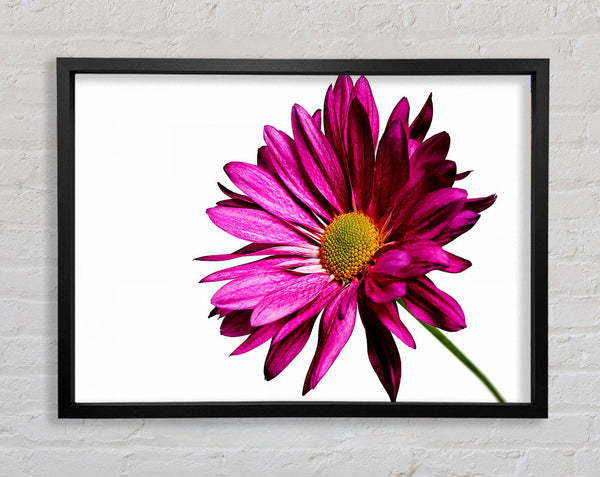 Single Cerise Daisy