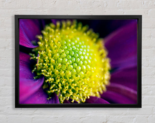 Purple Centre Of A Daisy