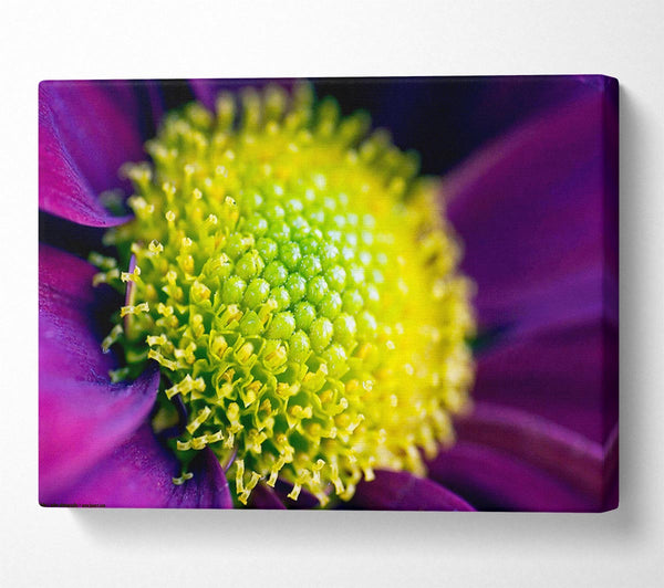 Purple Centre Of A Daisy