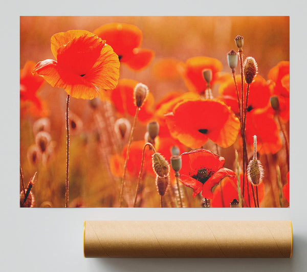 Orange Poppy Field Galour