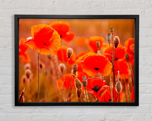 Orange Poppy Field Galour